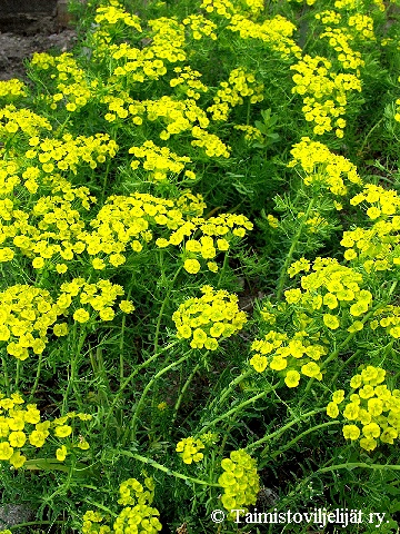  Euphorbia cyparissias 